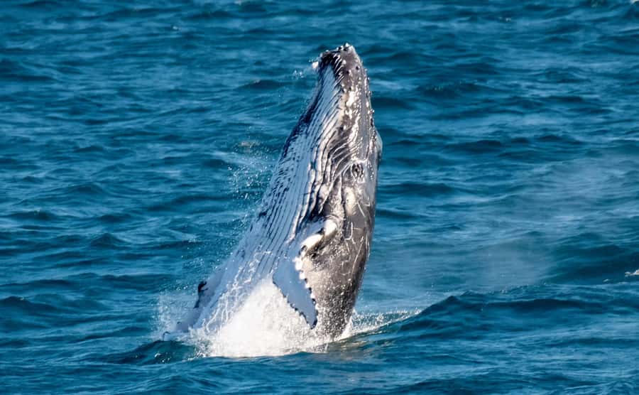 Gold Coast: Luxury Whale Watching Tour - How the morning and afternoon sessions actually play out