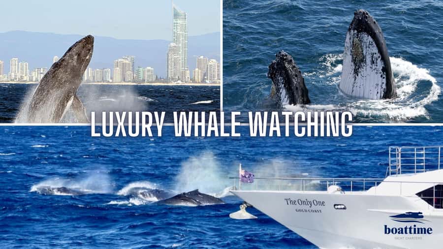 Gold Coast: Luxury Whale Watching Tour - The marine biologist effect: what you learn while you search