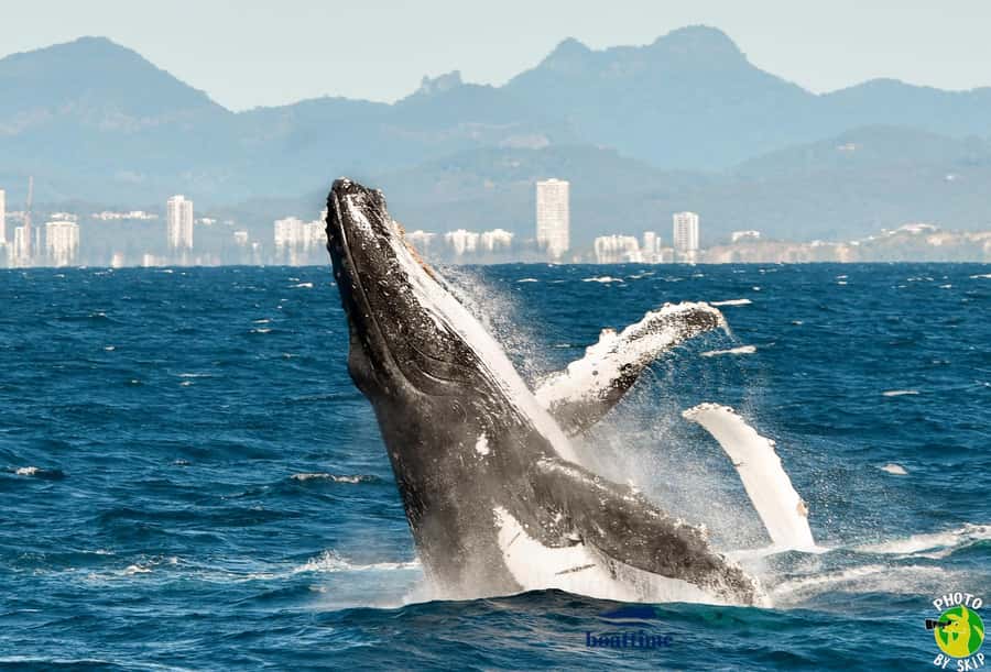 Gold Coast: Luxury Whale Watching Tour - The whale-sighting promise and what it means for your time