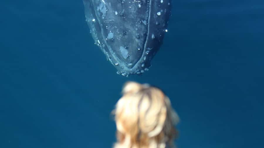 Gold Coast: Luxury Whale Watching Tour - Snacks, coffee, and the no outside food rule (plus a common-sense workaround)