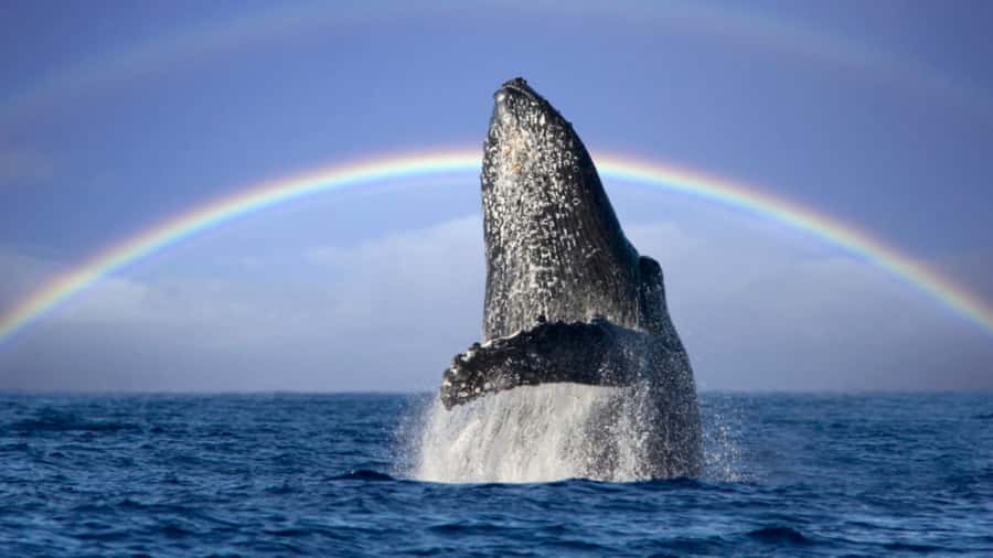 Gold Coast: Luxury Whale Watching Tour - Where to stand for photos and how to catch movement