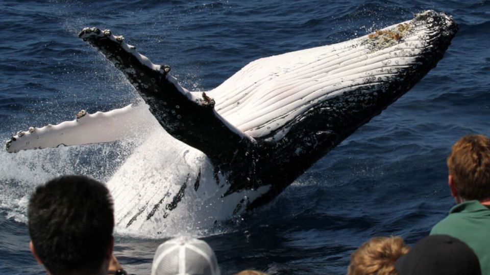 Gold Coast: Luxury Whale Watching Tour - Weather can change the plan, fast