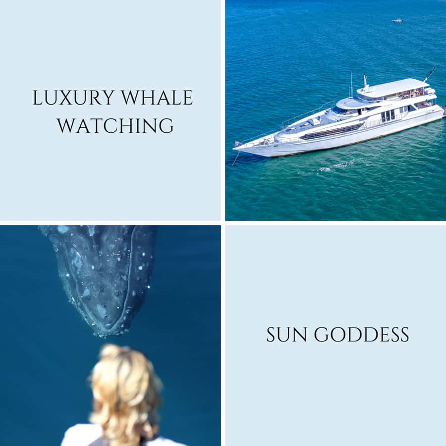 Gold Coast: Luxury Whale Watching Tour - Is it worth $53: value compared to what you actually get
