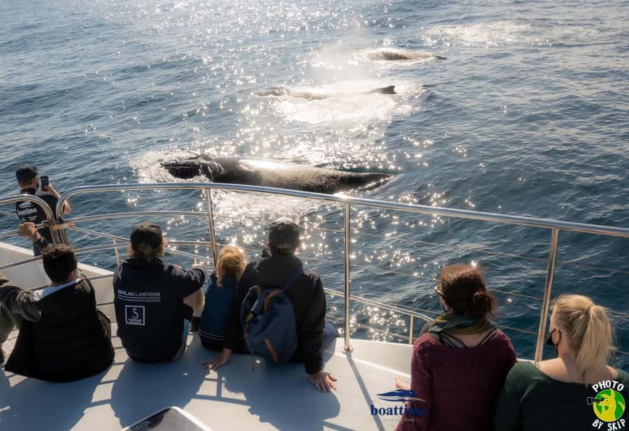 Gold Coast: Luxury Whale Watching Tour - Sun Goddess comfort: views first, then the onboard vibe