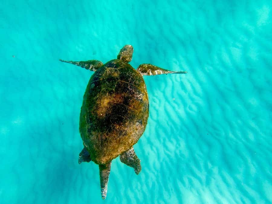 Gold Coast: Moreton Island Day Trip Kayak & Sandboarding - Cruise across Moreton Bay: your 75 minutes of ocean time