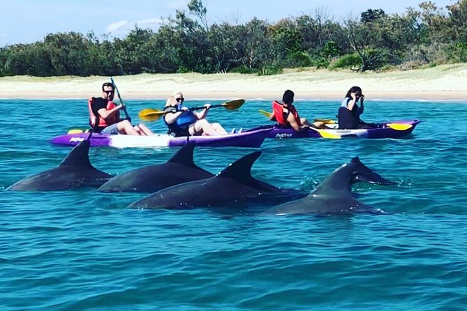 Gold Coast: Morning Kayak & Snorkel Adventure with Breakfast - Key moments to plan around