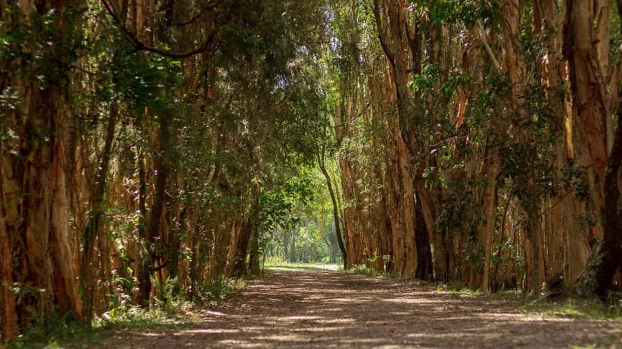 Gold Coast: Mount Tamborine Kangaroo and Koala Day Tour - Key tour takeaways (before you go)