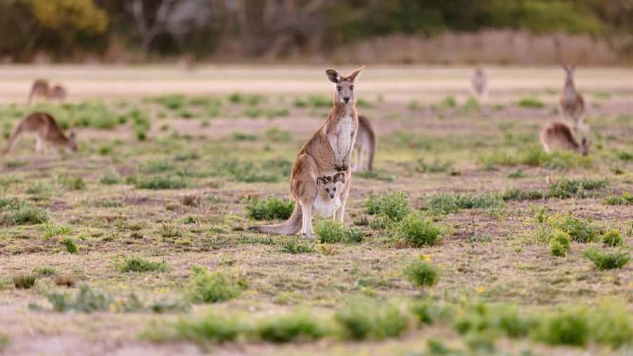 Gold Coast: Mount Tamborine Kangaroo and Koala Day Tour - Five Hours in the Gold Coast Hinterland: How This Tour Moves