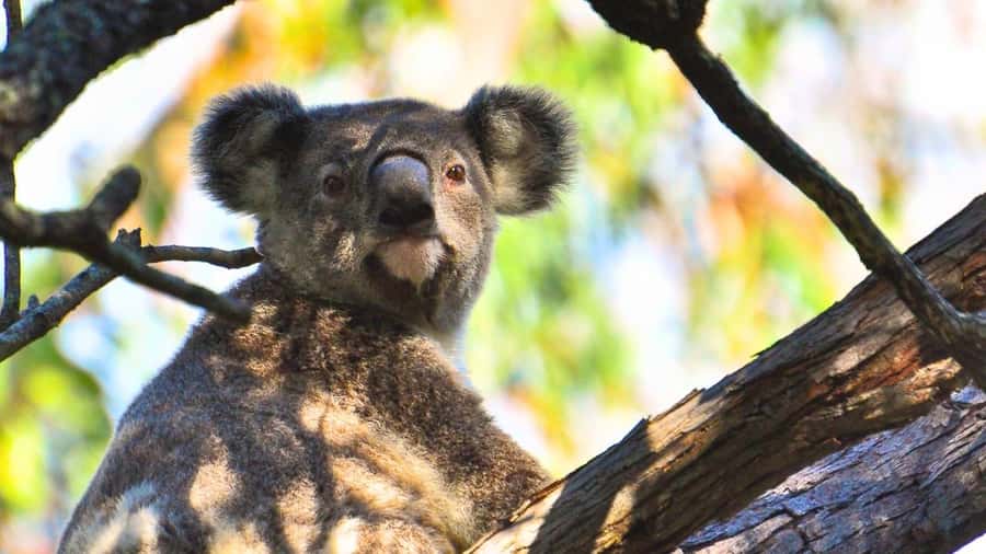 Gold Coast: Mount Tamborine Kangaroo and Koala Day Tour - Meet Your Guide: The Difference Between a Stop and an Experience