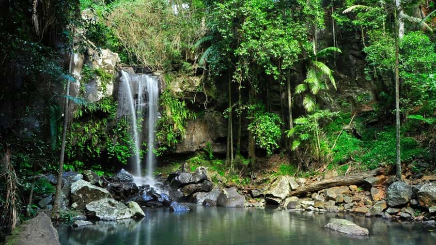 Gold Coast: Mount Tamborine Kangaroo and Koala Day Tour - Coombabah Lake Conservation Park and the Real-Life Wildlife Moment