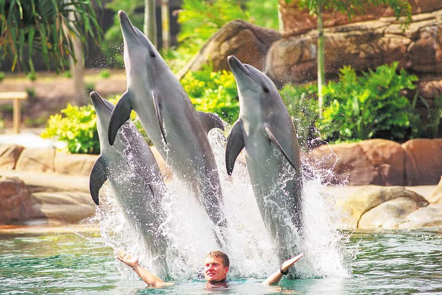 Gold Coast: Movie World, Sea World, Wet'n'Wild 14-Day Pass - The Gold Coast circuit: why a 14-day pass beats a sprint