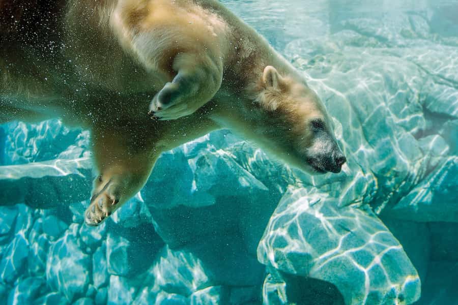 Gold Coast: Movie World, Sea World, Wet'n'Wild 14-Day Pass - How to plan your 14 consecutive days without burning out