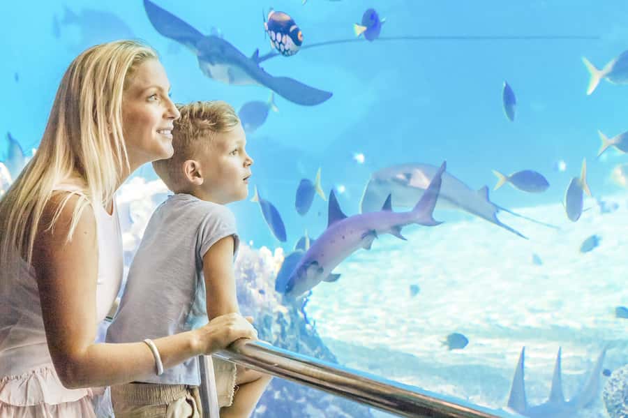 Gold Coast: Movie World, Sea World & Wet'n'Wild 7-Day Pass - The smartest way to use your 7 consecutive days