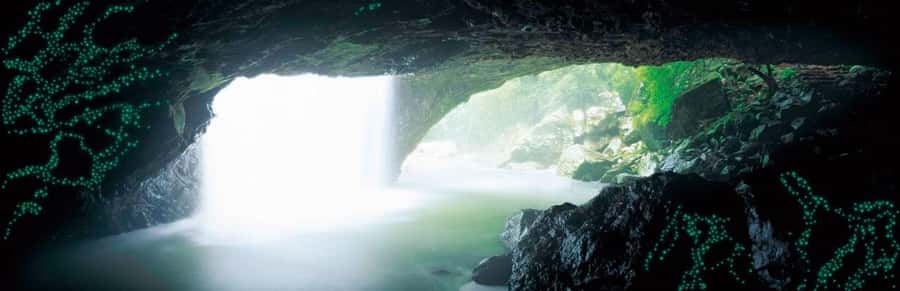 Gold Coast: Natural Bridge Glow Worm Night Tour - Key highlights at a glance