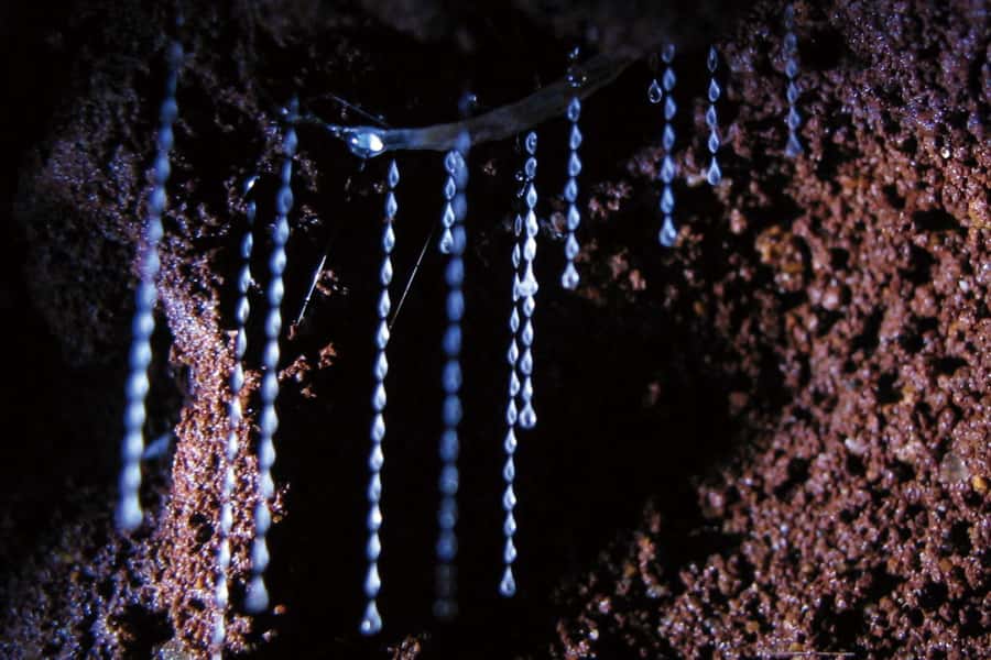 Gold Coast: Natural Bridge Glow Worm Night Tour - The coach ride to Springbrook: learn on the way