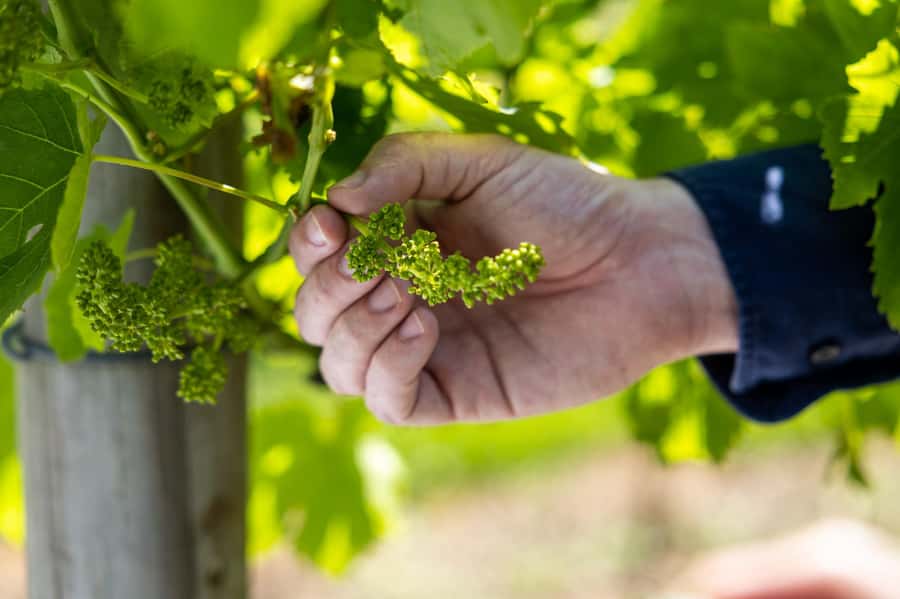 Gold Coast: Premium Wine Tour with Gourmet Lunch - Gold Coast to Mount Tamborine: the route that makes the day