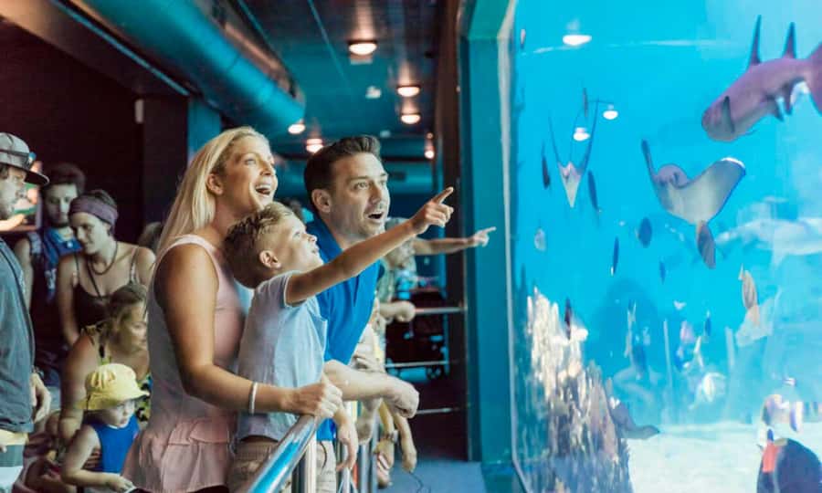 Gold Coast: Sea World Cruise & Entry Combo Ticket - Check in at the HOPO Ferry Kiosk in Appel Park