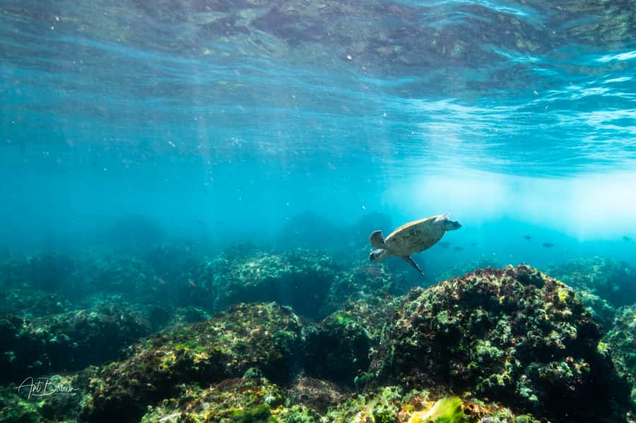 Gold Coast: Snorkeling with Turtles Half-Day Tour - Key things that make this Turtle snorkel tour worth your time