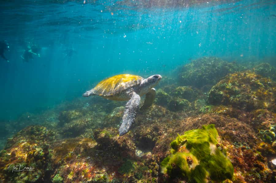 Gold Coast: Snorkeling with Turtles Half-Day Tour - From Chinderah Bay Dr to the Turtle Island reserve: how the tour starts