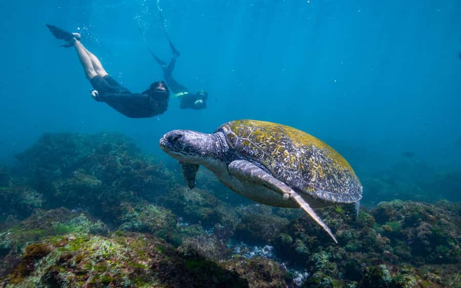 Gold Coast: Snorkeling with Turtles Half-Day Tour - Cook Island Aquatic Reserve: where you swim with turtles and colorful fish