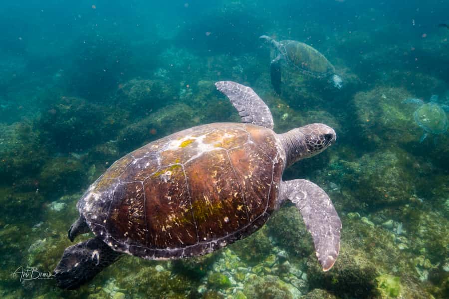 Gold Coast: Snorkeling with Turtles Half-Day Tour - Wildlife bonuses: dolphins, whales, sharks, and other surprise sightings