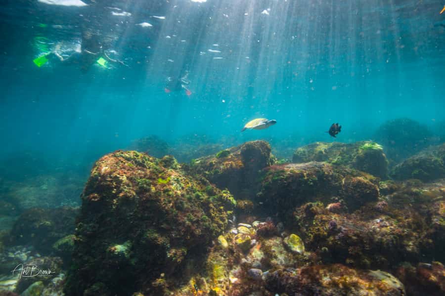 Gold Coast: Snorkeling with Turtles Half-Day Tour - Comfort and packing: what to bring so you enjoy every minute