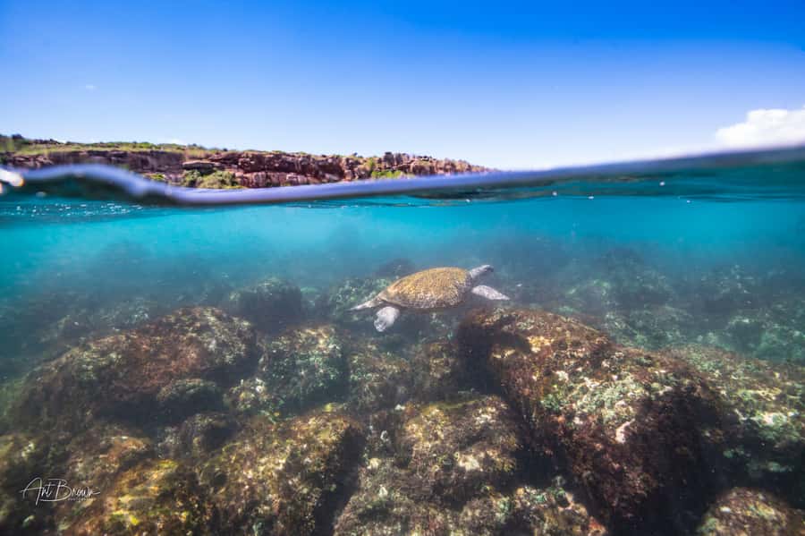Gold Coast: Snorkeling with Turtles Half-Day Tour - Gear, included extras, and what you’ll pay for separately