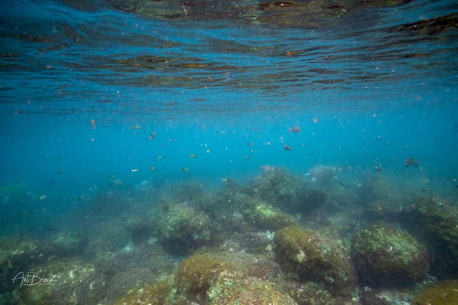 Gold Coast: Snorkeling with Turtles Half-Day Tour - Timing reality: 3 hours sounds easy, but coordinate with daylight savings