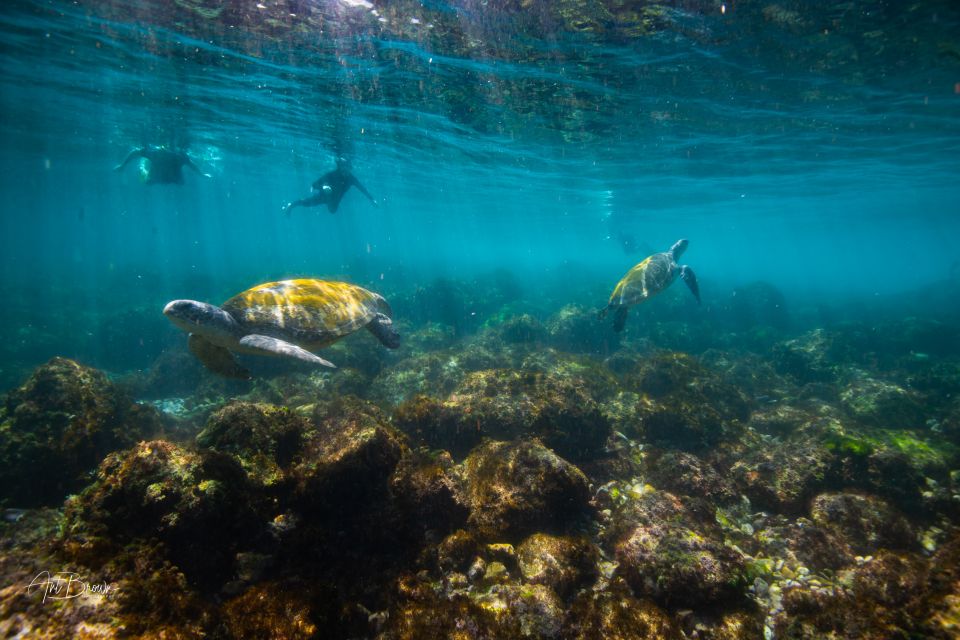Gold Coast: Snorkeling with Turtles Half-Day Tour - Who this tour is best for (and who should skip it)