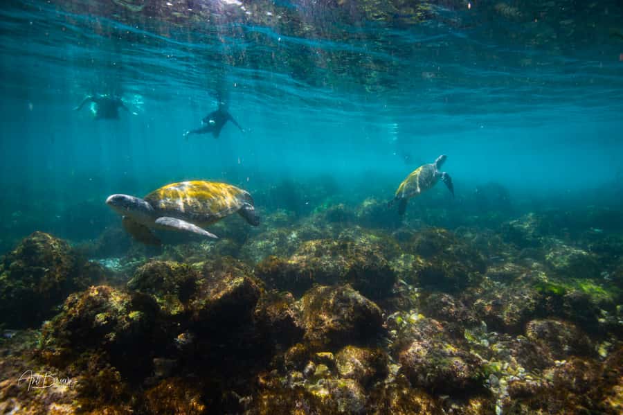 Gold Coast: Snorkeling with Turtles Half-Day Tour - The boat ride on the Tweed River: wildlife spotting and real ocean time