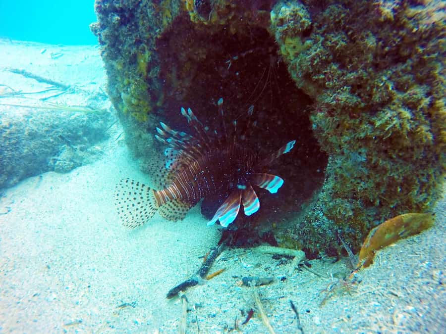 Gold Coast: Snorkelling in Wave Break Island - Who should book this snorkel, and who might want to think twice