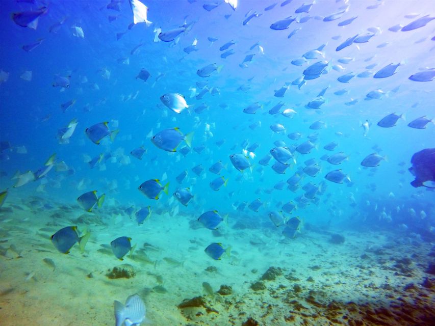 Gold Coast: Snorkelling in Wave Break Island - Hand-feeding fish: the moment everyone remembers
