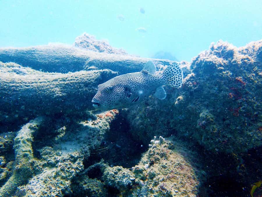 Gold Coast: Snorkelling in Wave Break Island - Weather, visibility, and the cold-water reality check