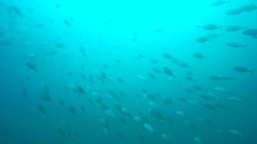 Gold Coast: Snorkelling in Wave Break Island - Price and value: what $55 buys you on the Gold Coast