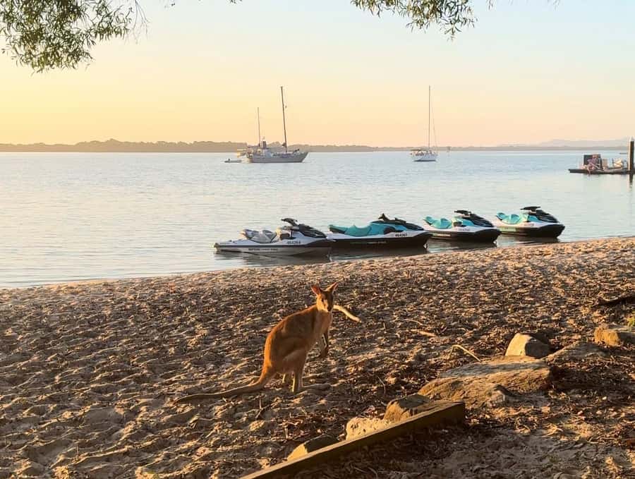 Gold Coast: Stradbroke Island Jetski Tour - South Stradbroke and Hidden Waterways: Where Wildlife Chances Improve