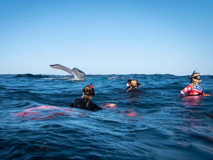 Gold Coast: Swim with Whales - Key moments that make this whale swim worth it