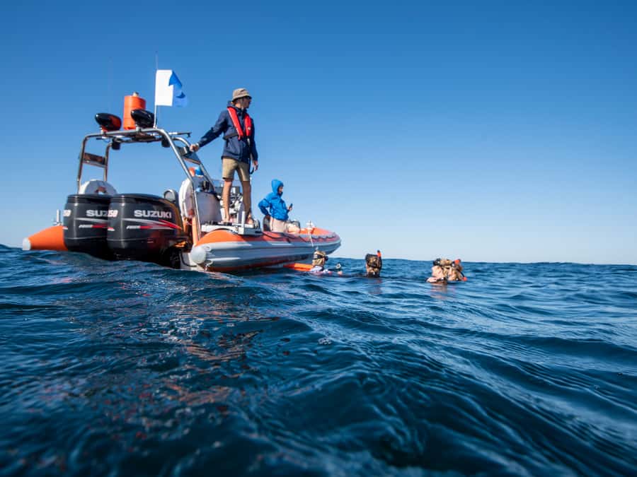 Gold Coast: Swim with Whales - Meet At Cooly Eco Adventures: Where The Day Starts