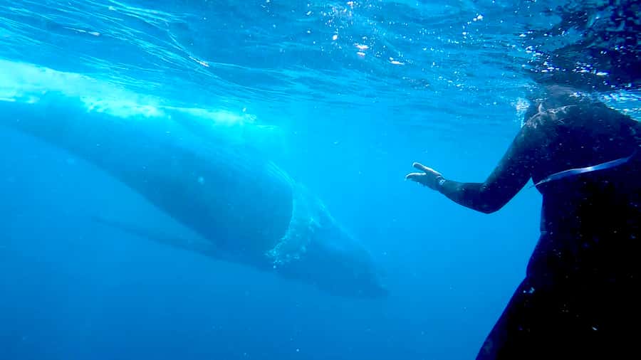 Gold Coast: Swim with Whales - Chasing Humpbacks: The Short Boat Cruise And Wildlife Watching Window