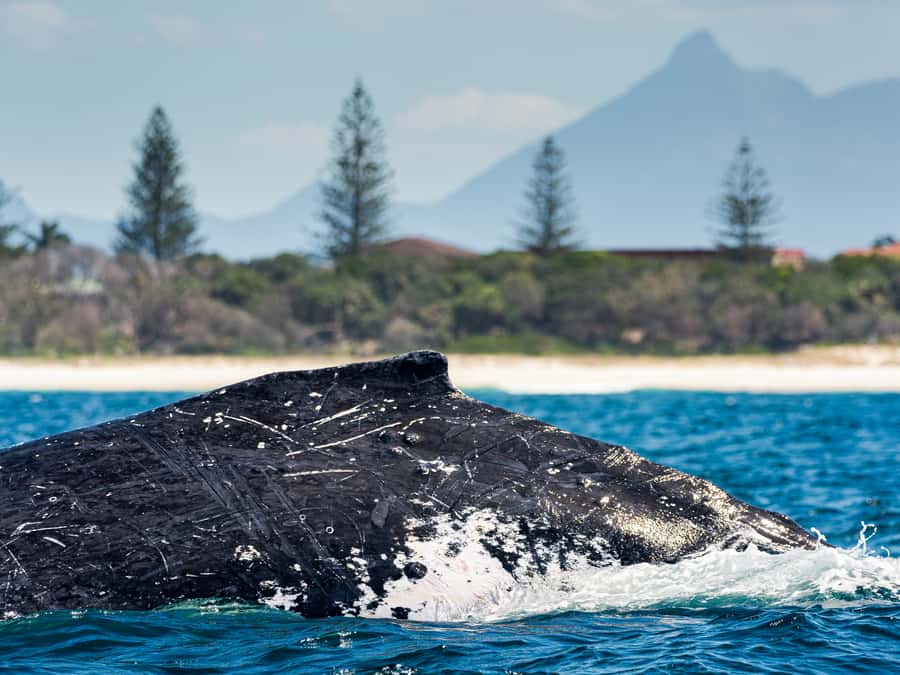 Gold Coast: Swim with Whales - Eye-Level 360-Degree Viewing: The Real Reason This Feels Special