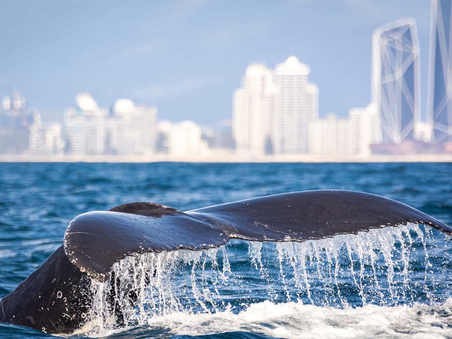 Gold Coast: Swim with Whales - Value And Price: Is $268 Reasonable For A 4-Hour Whale Swim?