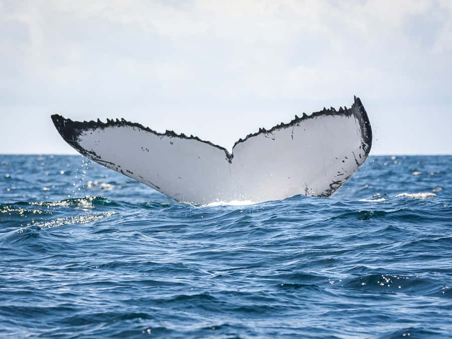 Gold Coast: Swim with Whales - Who Should Book, And Who Should Sit This One Out