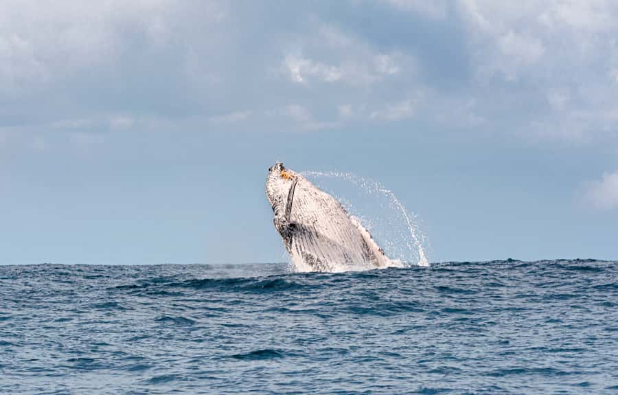 Gold Coast: Swim with Whales - What To Bring (And What To Skip) For Real Comfort