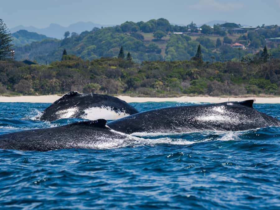 Gold Coast: Swim with Whales - Short Itinerary Walkthrough: A Timeline That Makes Sense