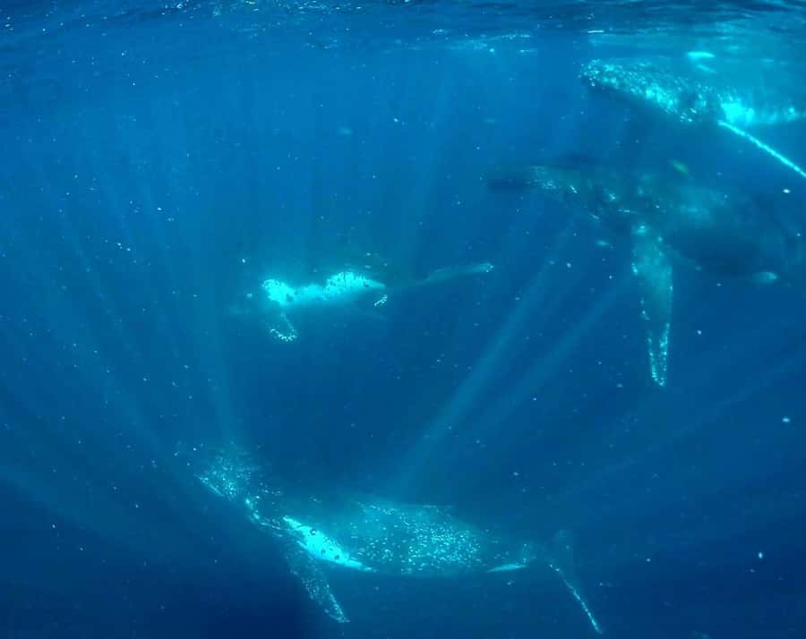 Gold Coast: Swim with Whales - The Safety Briefing: Not Just Paperwork, Real Water Prep