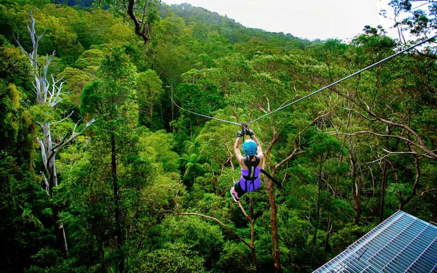 Gold Coast: Tamborine Mountain Canyon Flyer Zipline Tour - Who should (and shouldn’t) take Canyon Flyer