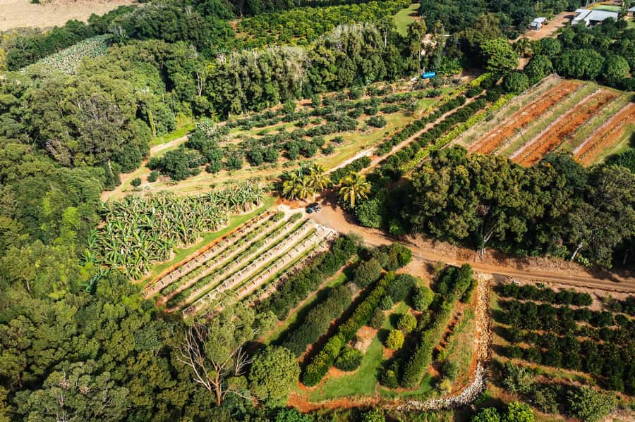 Gold Coast: Tropical Fruit World Full Farm Tour - Weather reality: why rain can change your day