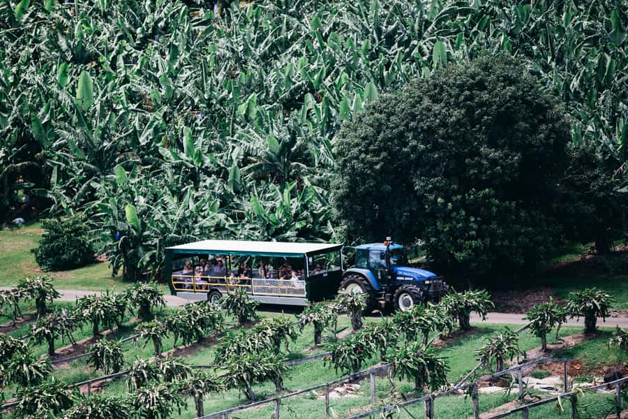 Gold Coast: Tropical Fruit World Full Farm Tour - Fauna park time with kangaroos, horses, and donkeys