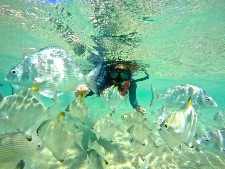 Gold Coast: Wave Break Island Kayaking & Snorkeling tour - Where this Gold Coast kayaking trip really delivers