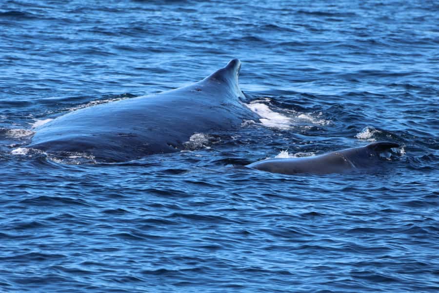 Gold Coast Whale Experience - Key things to know before you go