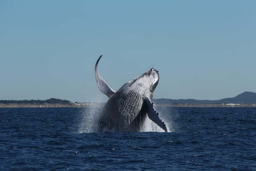 Gold Coast Whale Experience - Should you book this Whale Highway cruise from Main Beach?